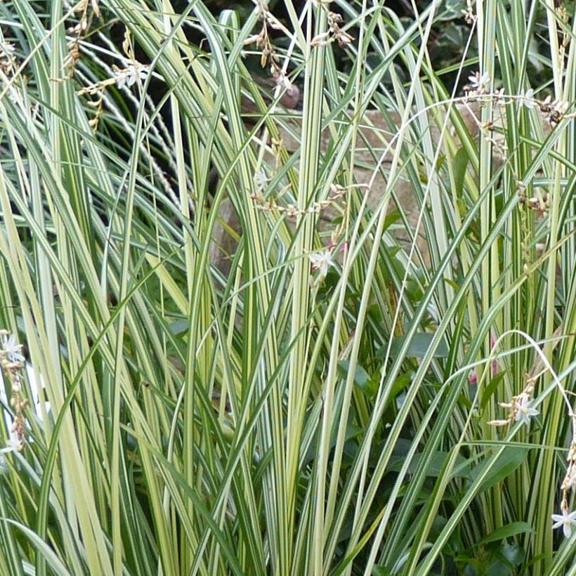 Anthericum saundersiae Starlight (Folhagem)