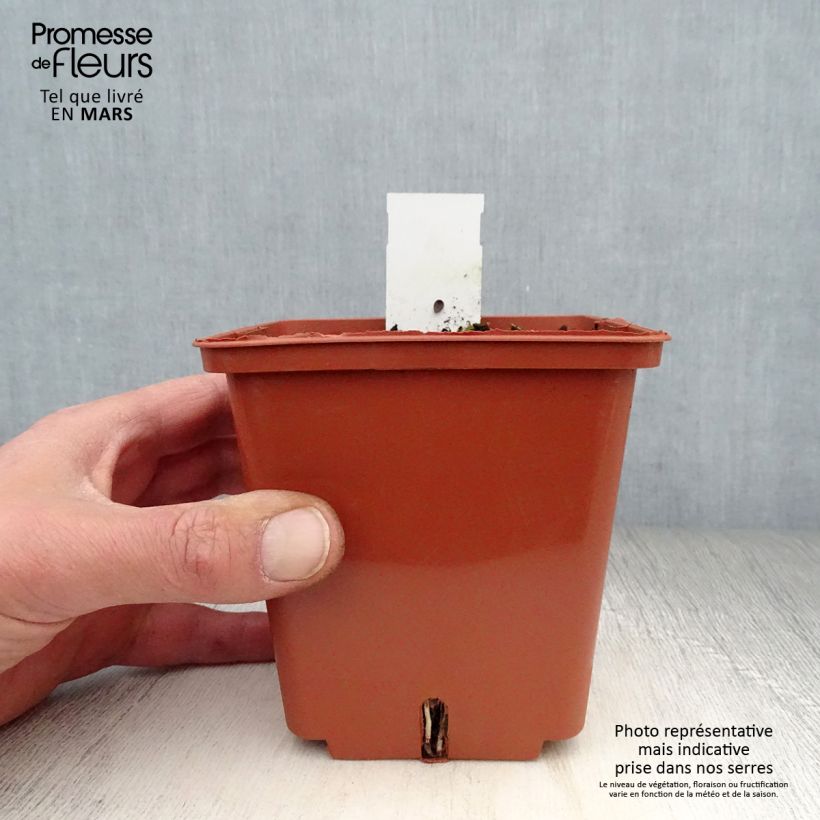 Amostra de Anthericum saundersiae Starlight Vaso de 8/9 cm tal como entregue na primavera