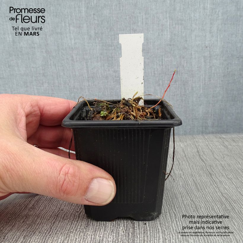 Amostra de Anthericum saundersiae Starlight Vaso de 8/9 cm tal como entregue no inverno