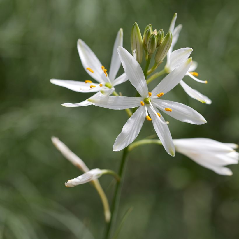 Anthericum liliago (Floração)