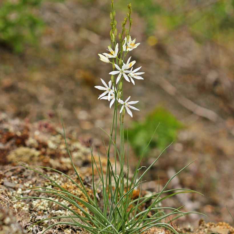 Anthericum liliago (Hábito)
