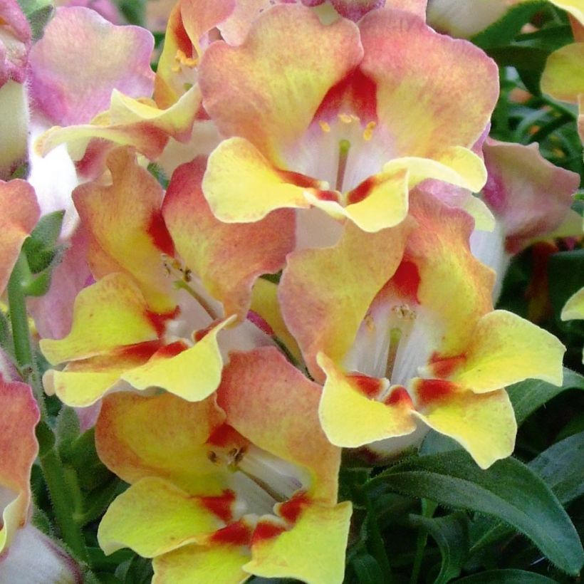 Antirrhinum Fruit Salad Up Apricot (Floração)