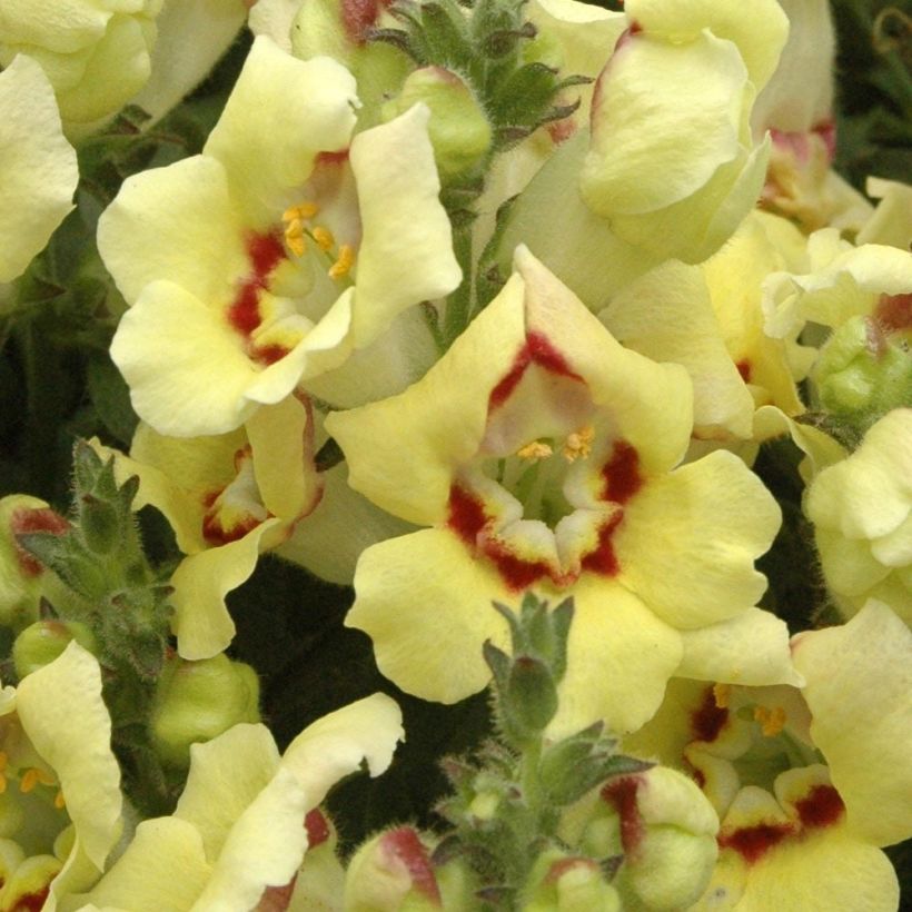 Antirrhinum Fruit Salad Up Yellow (Floração)