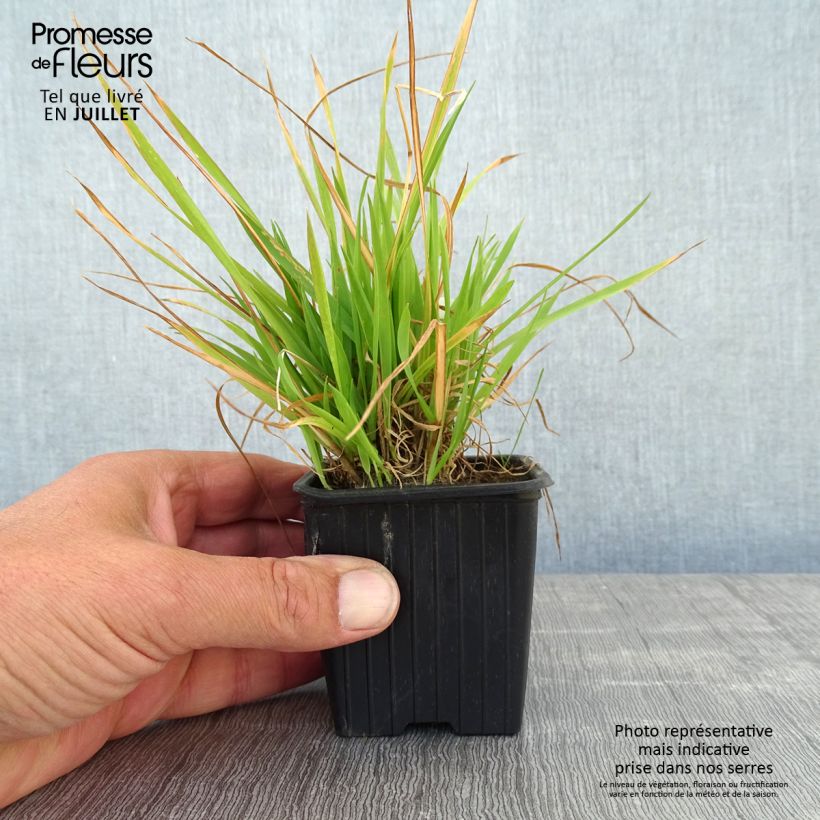 Amostra de Anthoxanthum odoratum Vaso de 8/9 cm tal como entregue no verão