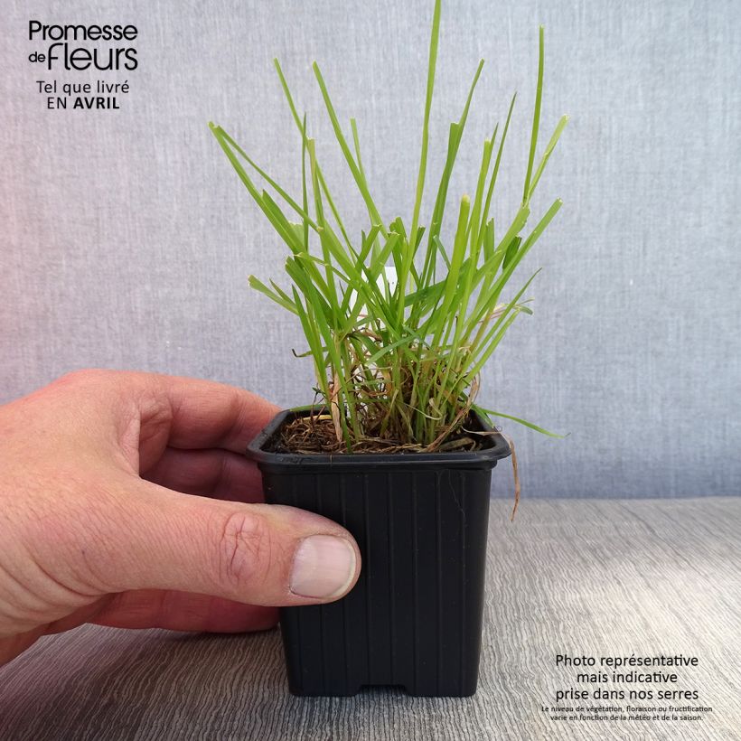 Amostra de Anthoxanthum odoratum Vaso de 8/9 cm tal como entregue na primavera