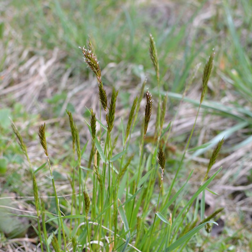 Anthoxanthum odoratum (Hábito)