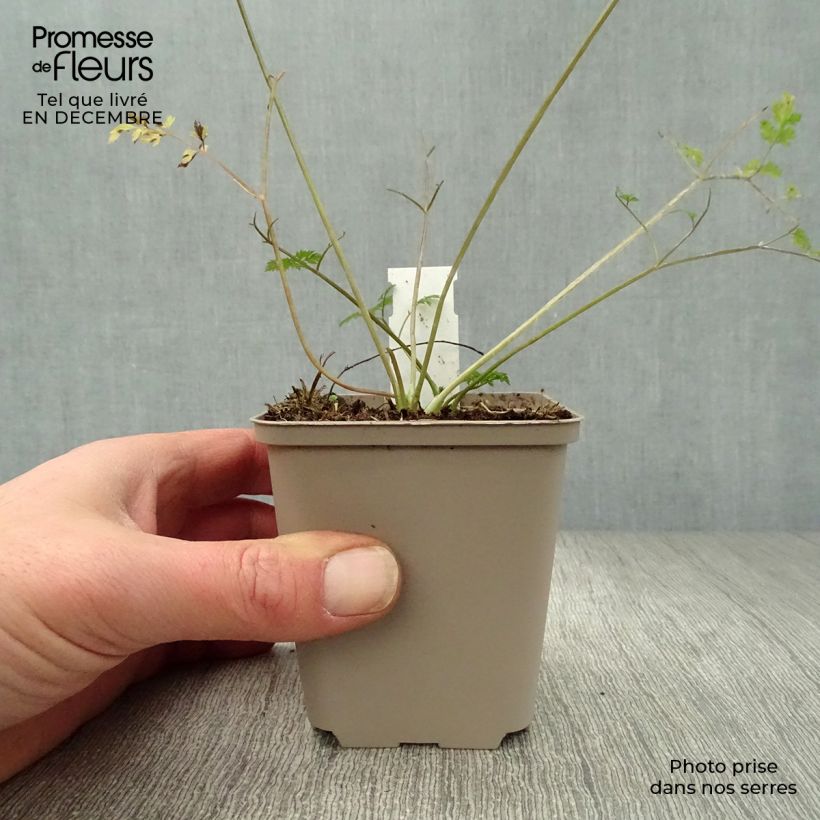 Amostra de Anthriscus sylvestris Ravenswing - Cerfeuil sauvage Vaso de 8/9 cm tal como entregue no inverno