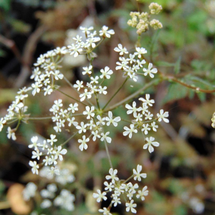 Anthriscus sylvestris Ravenswing (Floração)