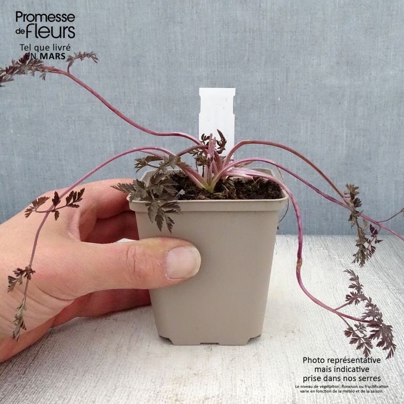 Amostra de Anthriscus sylvestris Ravenswing Vaso de 8/9 cm tal como entregue na primavera