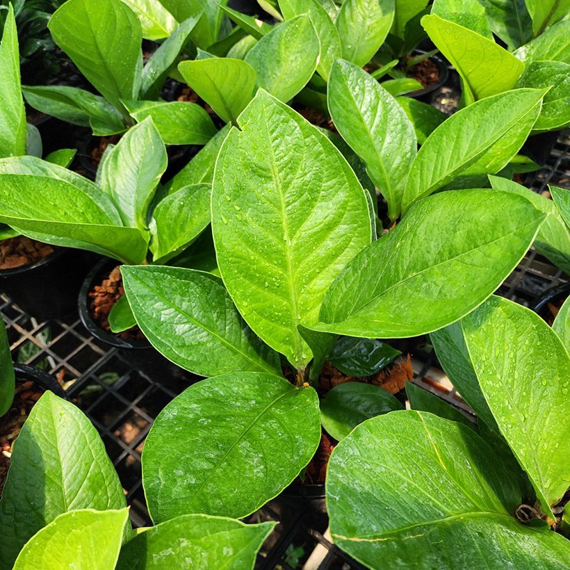 Anthurium jenmanii Green Jady - Antúrio-ninho (Folhagem)