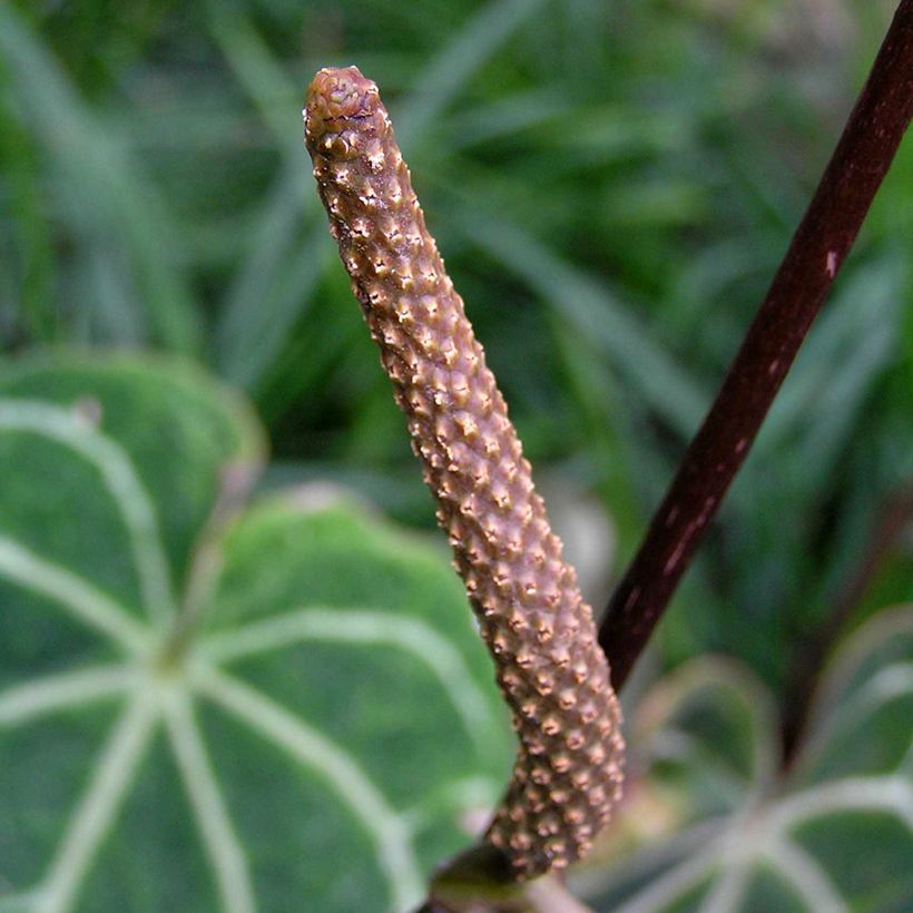Anthurium magnificum - Antúrio (Floração)