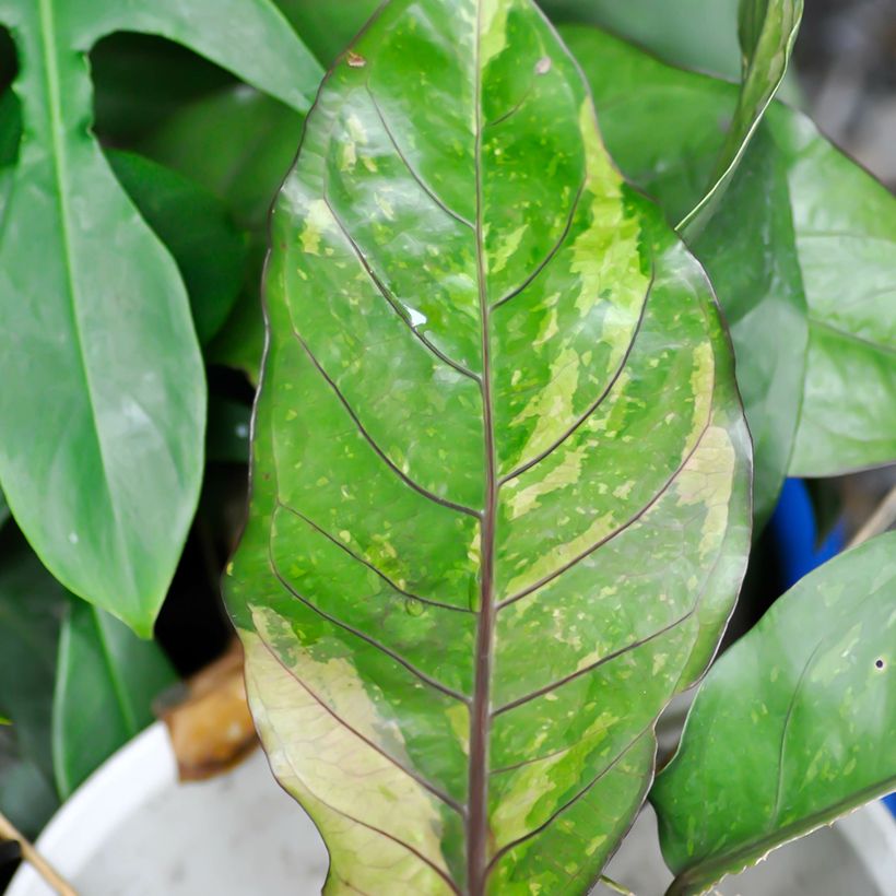 Anthurium Renaissance Variegata - Antúrio ninho de pássaro (Folhagem)
