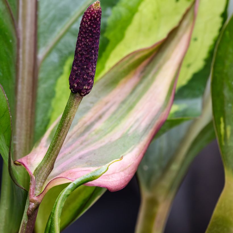 Anthurium Renaissance Variegata - Antúrio ninho de pássaro (Floração)