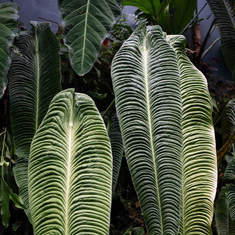 Anthurium veitchii Narrow - Antúrio (Folhagem)