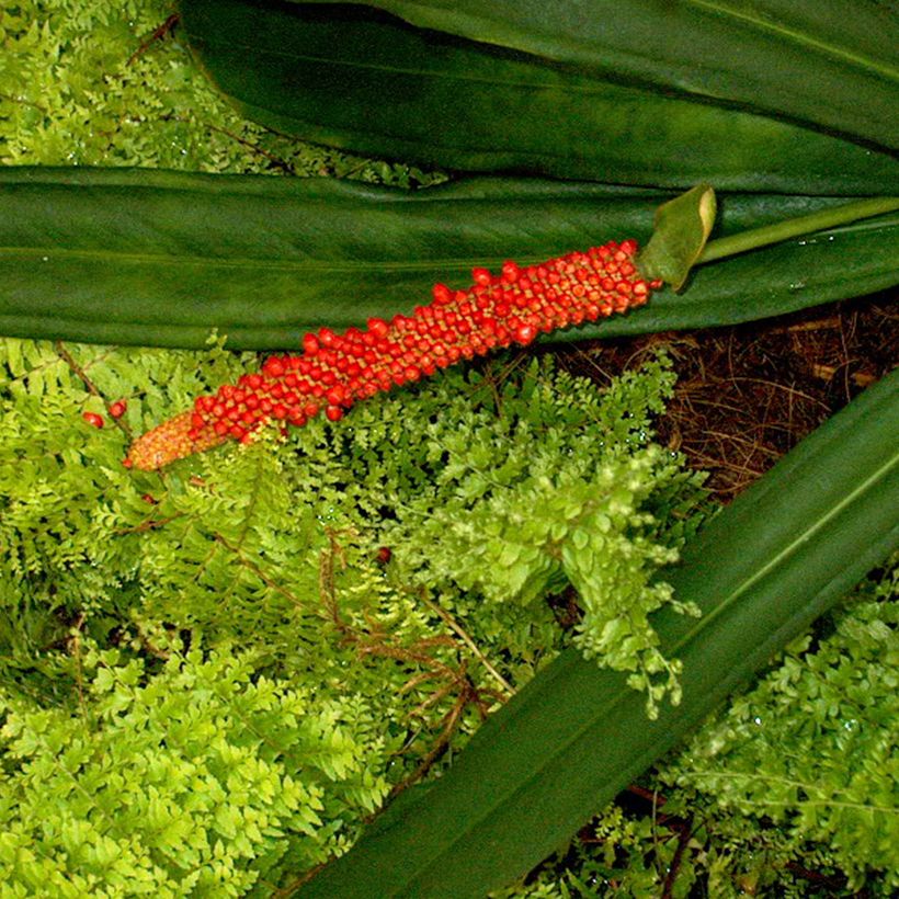 Anthurium bakeri (Floração)