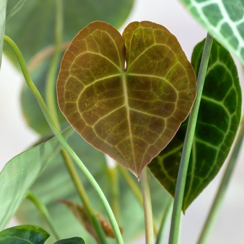 Anthurium clarinervium - Antúrio (Folhagem)