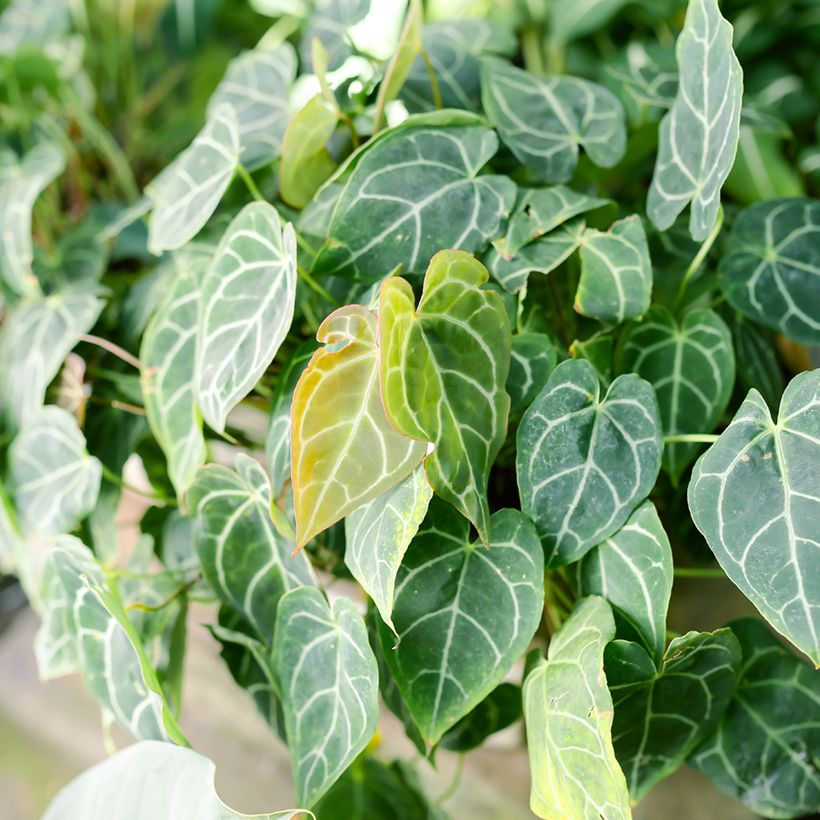 Anthurium crystallinum - Antúrio-cristal (Folhagem)