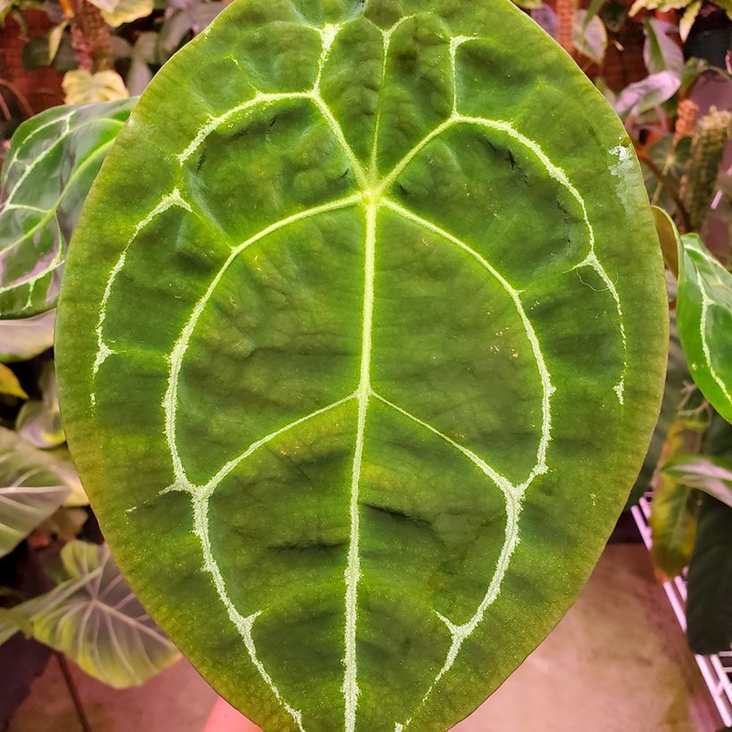 Anthurium forgetii - Antúrio (Folhagem)