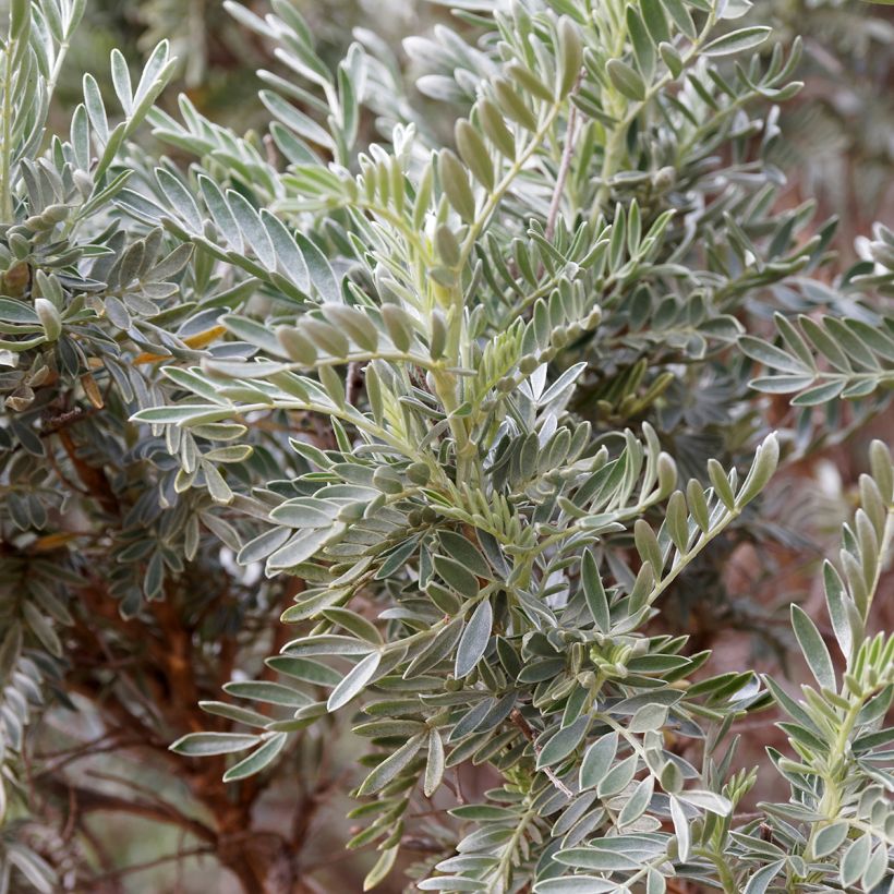 Anthyllis barba (Folhagem)