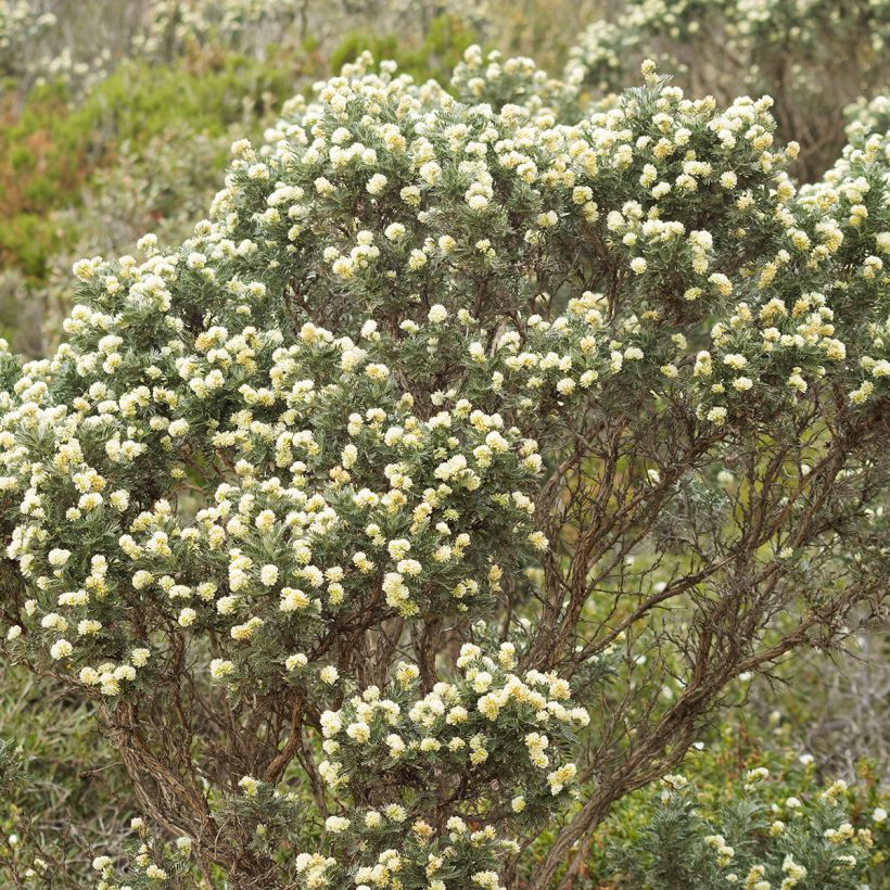 Anthyllis barba (Hábito)