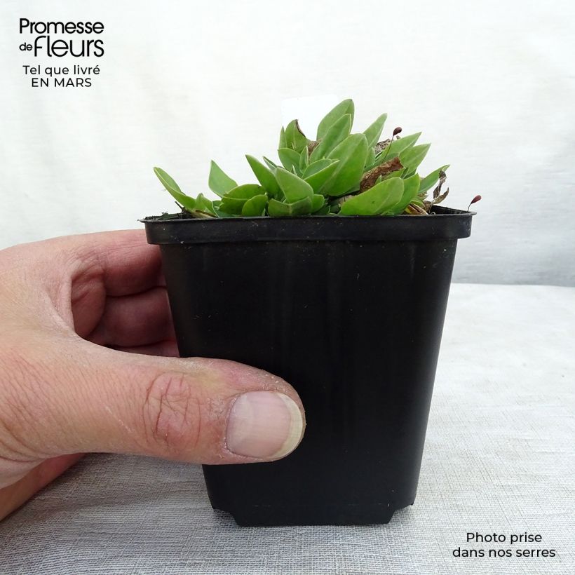 Amostra de Anthyllis vulneraria Vaso de 8/9 cm tal como entregue na primavera