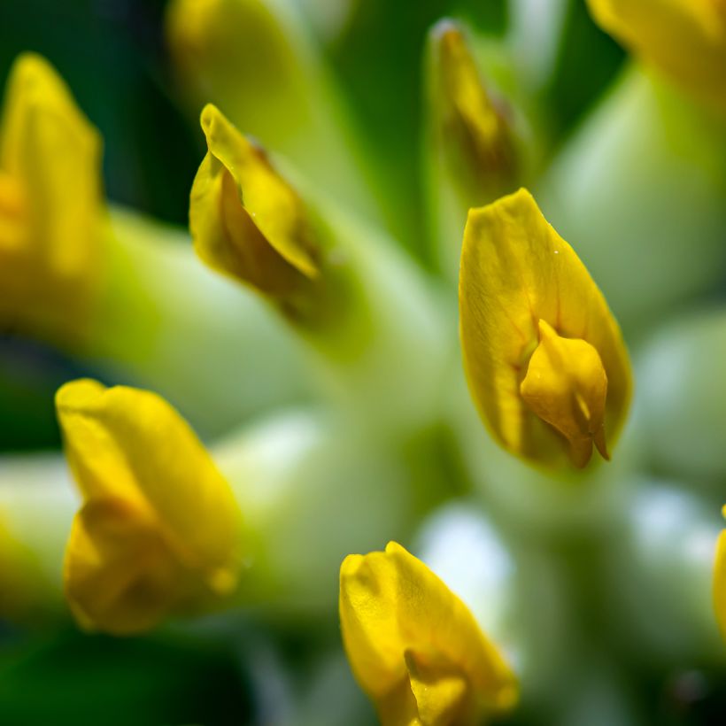 Anthyllis vulneraria (Floração)