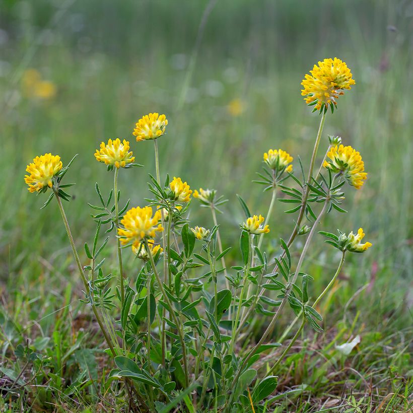 Anthyllis vulneraria (Hábito)