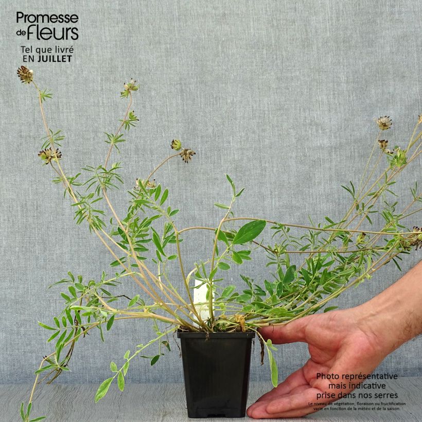 Amostra de Anthyllis vulneraria Vaso de 8/9 cm tal como entregue no verão
