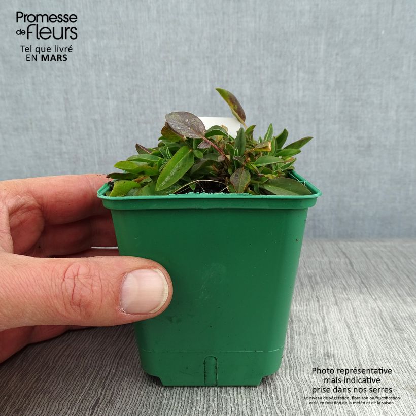 Amostra de Anthyllis vulneraria var. coccinea Vaso de 8/9 cm tal como entregue no inverno