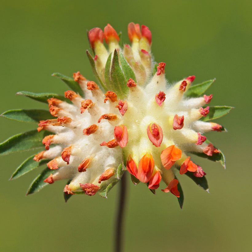 Anthyllis vulneraria var. coccinea (Floração)