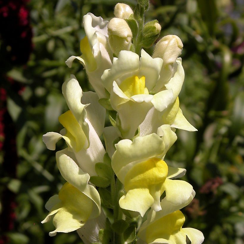 Antirrhinum braun-blanquetii - Bocas-de-lobo-de-trás-os-montes (Floração)