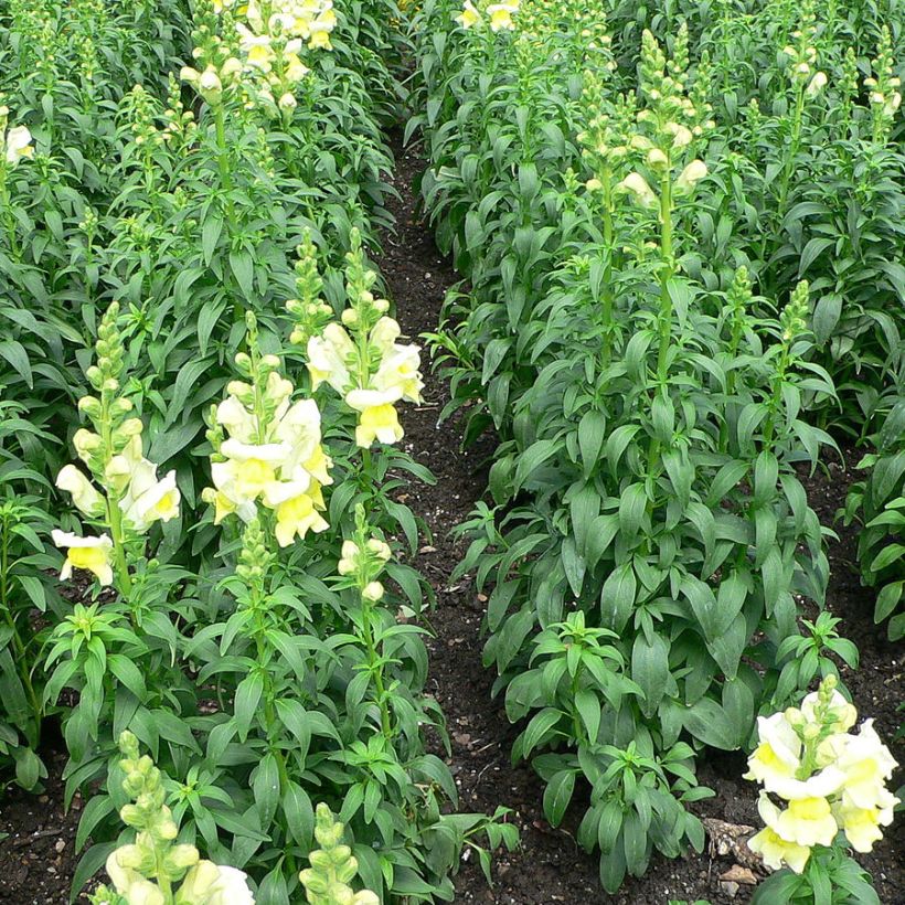 Antirrhinum braun-blanquetii - Bocas-de-lobo-de-trás-os-montes (Hábito)