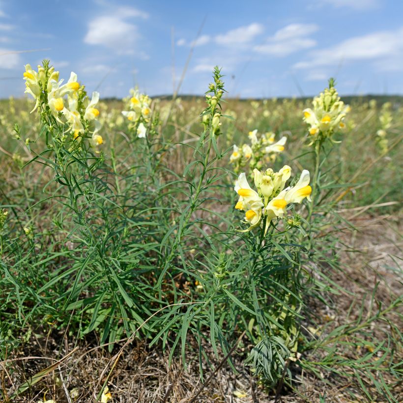 Antirrhinum braun-blanquetii - Bocas-de-lobo-de-trás-os-montes (Hábito)