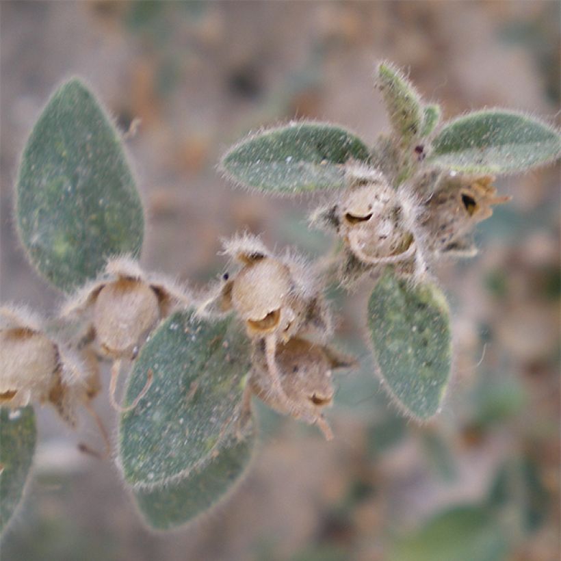 Antirrhinum hispanicum (Folhagem)