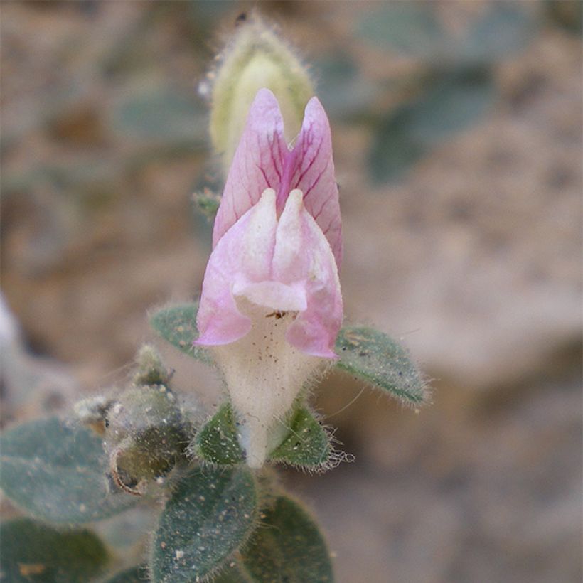 Antirrhinum hispanicum (Floração)