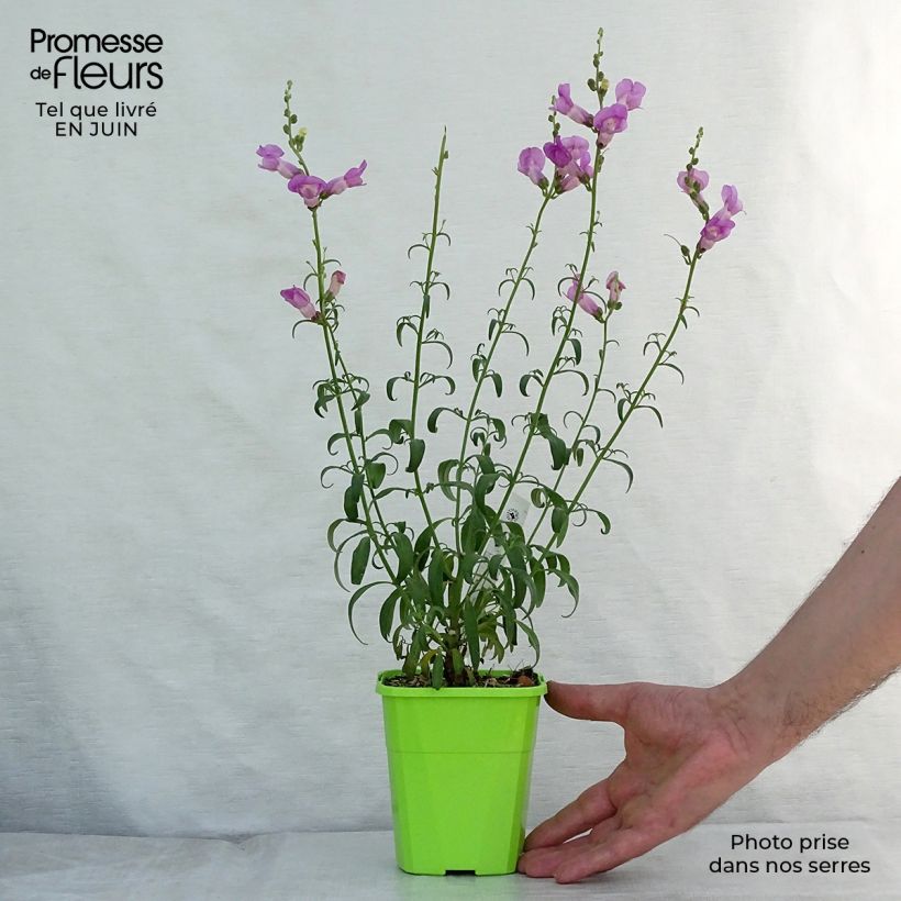Amostra de Antirrhinum Pretty in Pink Vaso de 8/9 cm tal como entregue no verão