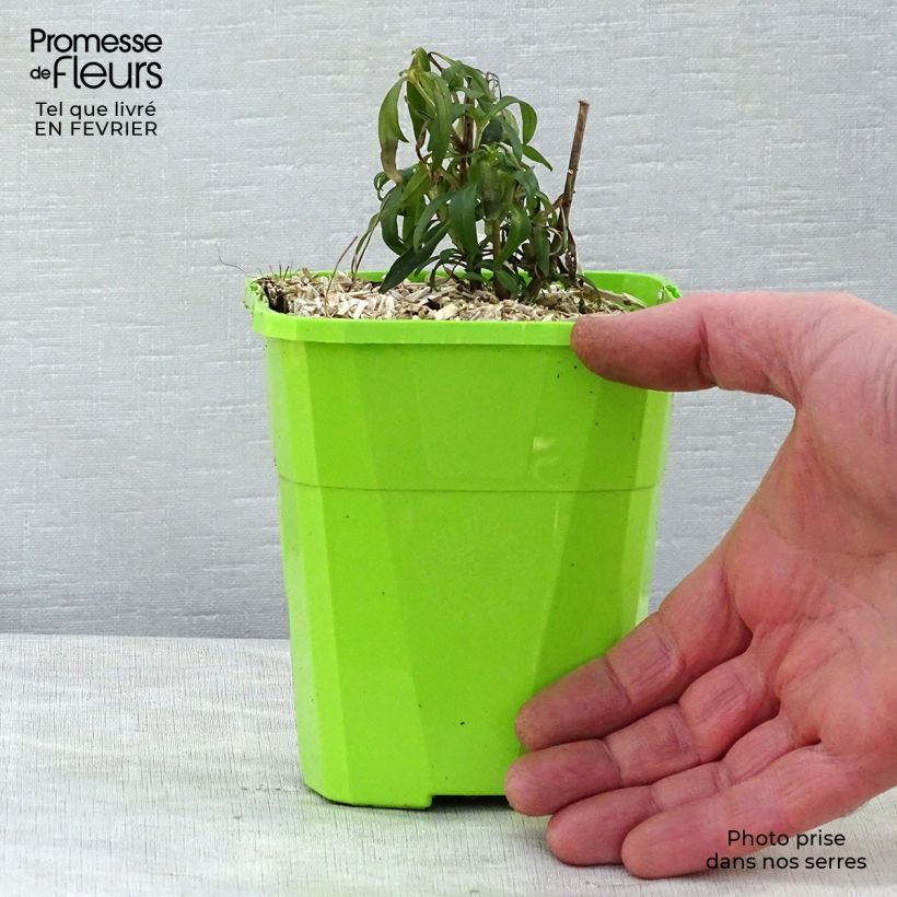 Amostra de Antirrhinum majus Pretty in Pink - Muflier vivace Vaso de 1 L/1,5 L tal como entregue no inverno