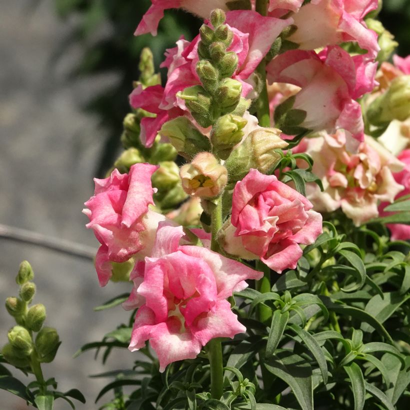 Antirrhinum Sweet Duet Appleblossom em sementes (Floração)