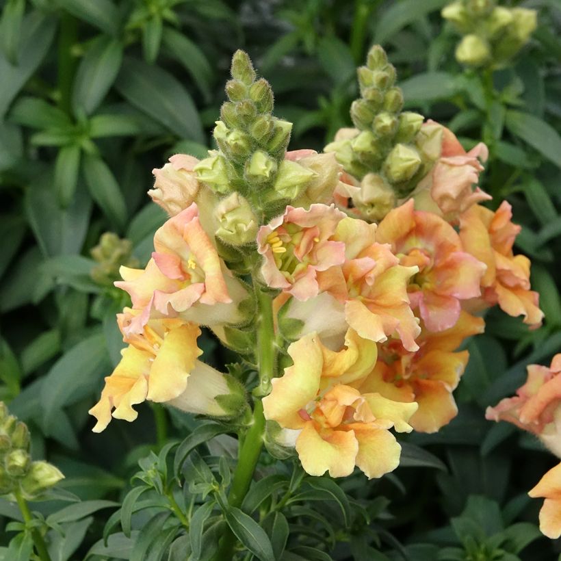 Antirrhinum Sweet Duet Citrus em sementes (Hábito)