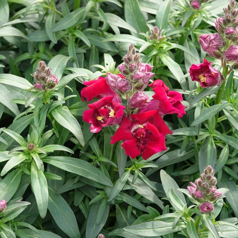 Antirrhinum Sweet Duet Deep Red em sementes (Hábito)