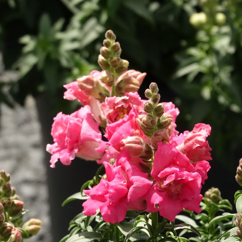 Antirrhinum Sweet Duet Rose Shades em sementes (Floração)