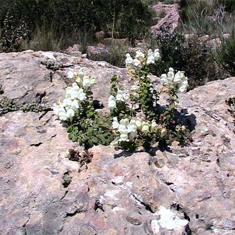 Antirrhinum molle (Hábito)