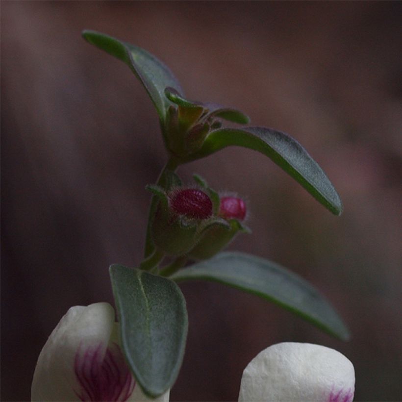Antirrhinum sempervirens (Folhagem)