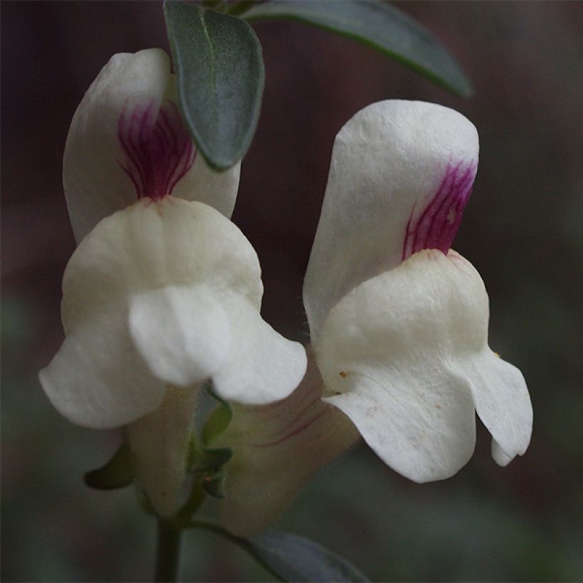 Antirrhinum sempervirens (Floração)