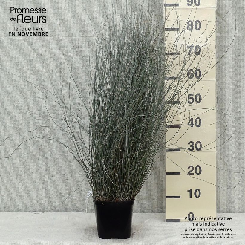 Amostra de Apodasmia similis Vaso de 2 L/3 L tal como entregue no outono