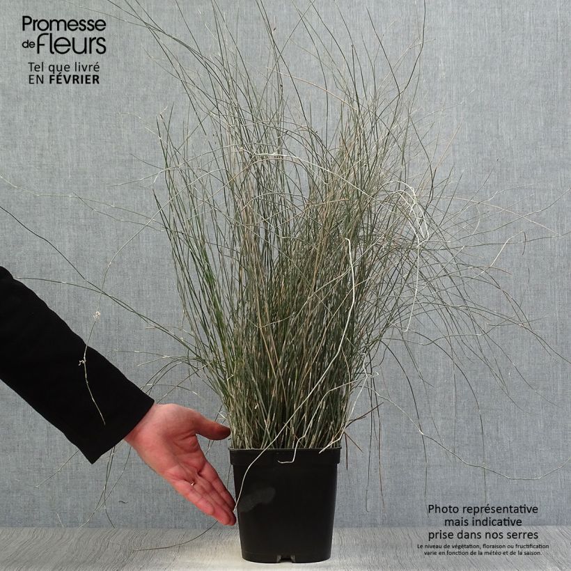 Amostra de Apodasmia similis - Restio Pot de 2L/3L tal como entregue no inverno