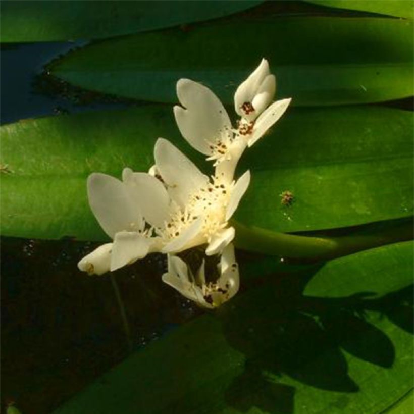 Aponogeton distachyos (Floração)