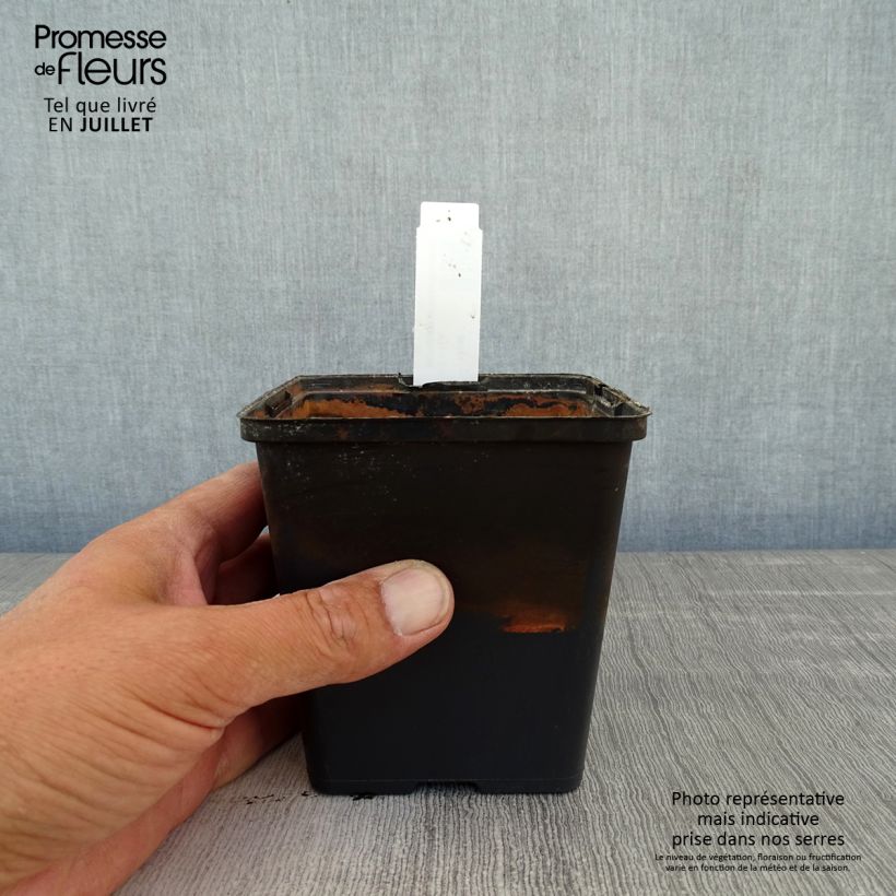 Amostra de Aponogeton distachyos Vaso de 8/9 cm tal como entregue no verão