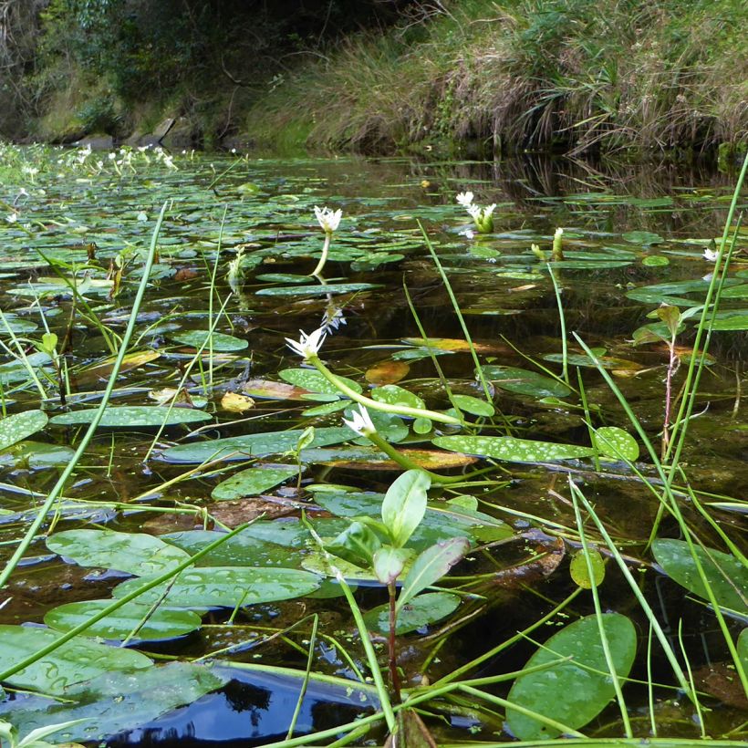 Aponogeton distachyos (Hábito)