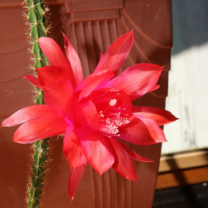 Aporophyllum × malisonii (Floração)